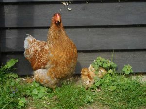 Mindful chicken with chicks